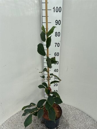 Hamamelis int. 'Feuerzauber' ROOD 60-80 cm cont. 5,0L