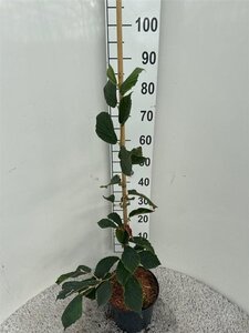 Hamamelis int. 'Feuerzauber' ROOD 60-80 cm cont. 5,0L