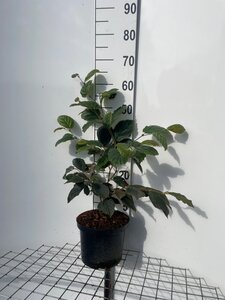 Hamamelis int. 'Feuerzauber' ROOD 60-80 cm cont. 5,0L