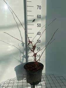 Hamamelis int. 'Feuerzauber' ROOD 60-80 cm cont. 5,0L - afbeelding 2