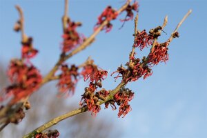Hamamelis int. 'Feuerzauber' ROOD 60-80 cm container - afbeelding 7