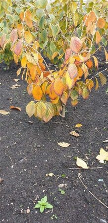 Hamamelis int. 'Feuerzauber' ROOD 60-80 cm met kluit - afbeelding 1