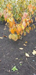 Hamamelis int. 'Feuerzauber' ROOD 60-80 cm met kluit