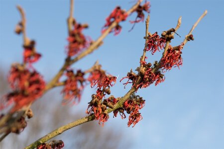 Hamamelis int. 'Feuerzauber' ROOD 80-100 cm container - afbeelding 7