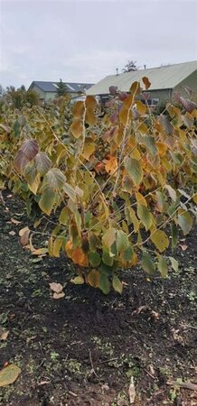 Hamamelis int. 'Feuerzauber' ROOD 80-100 cm met kluit - afbeelding 2