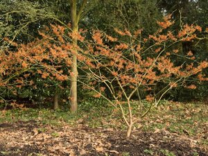 Hamamelis int. 'Jelena' 100-125 cm cont. 18L - afbeelding 4