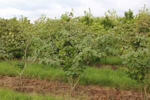 Hamamelis int. 'Jelena' 100-125 cm met kluit