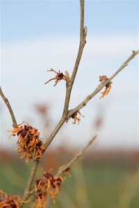 Hamamelis int. 'Jelena' 100-125 cm met kluit - afbeelding 3