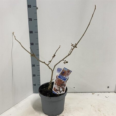 Hamamelis int. 'Jelena' 30-40 cm cont. 5,0L - afbeelding 1