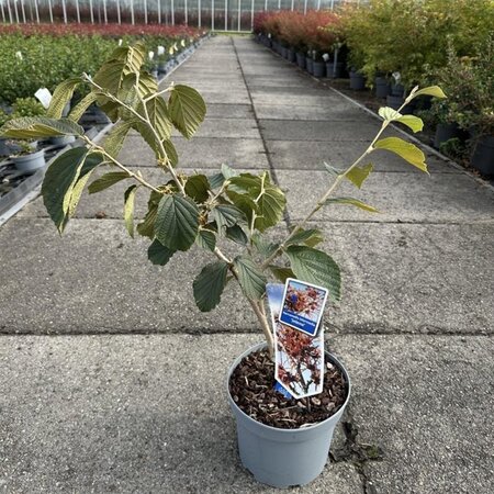 Hamamelis int. 'Jelena' 30-40 cm cont. 5,0L - afbeelding 2