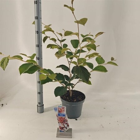 Hamamelis int. 'Jelena' 30-40 cm cont. 5,0L - afbeelding 3