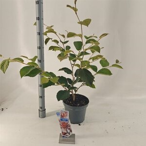 Hamamelis int. 'Jelena' 30-40 cm cont. 5,0L - afbeelding 3