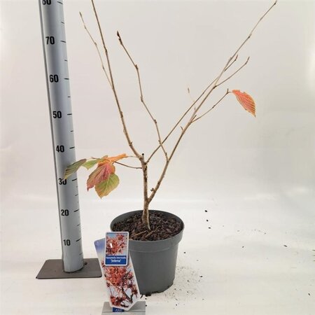 Hamamelis int. 'Jelena' 30-40 cm cont. 5,0L - afbeelding 4