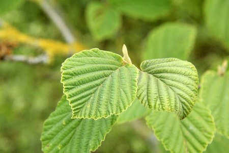 Hamamelis int. 'Jelena' 60-80 cm container - afbeelding 7
