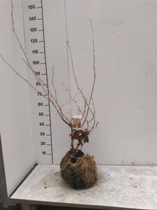 Hamamelis int. 'Jelena' 60-80 cm met kluit