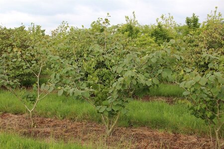Hamamelis int. 'Jelena' 80-100 cm met kluit - afbeelding 1