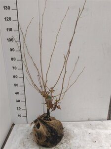 Hamamelis int. 'Jelena' 80-100 cm met kluit - afbeelding 8