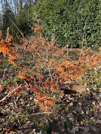 Hamamelis int. 'Jelena' 80-100 cm met kluit - afbeelding 9