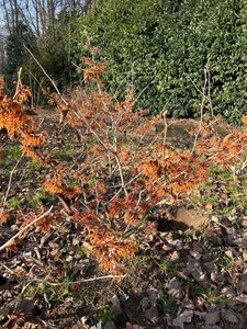 Hamamelis int. 'Jelena' 80-100 cm met kluit - afbeelding 9