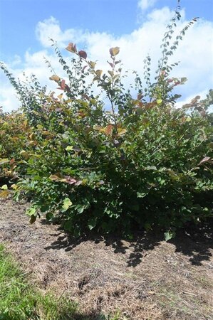Hamamelis intermedia 150-175 cm met kluit