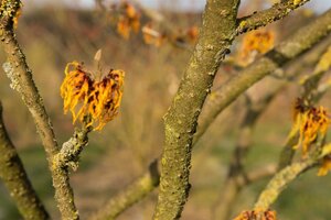 Hamamelis int. 'Orange Beauty' 125-150 cm met kluit struik - afbeelding 2
