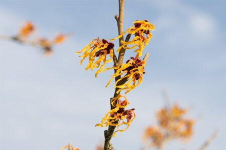 Hamamelis int. 'Orange Beauty' 125-150 cm met kluit struik - afbeelding 5