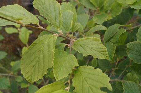 Hamamelis int. 'Orange Beauty' 125-150 cm met kluit struik - afbeelding 6