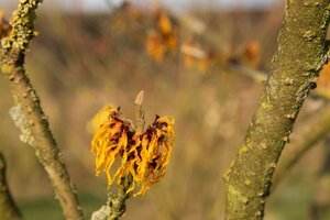 Hamamelis int. 'Orange Beauty' 60-80 cm container - afbeelding 3