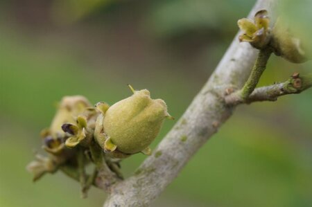 Hamamelis int. 'Orange Beauty' 60-80 cm container - afbeelding 7