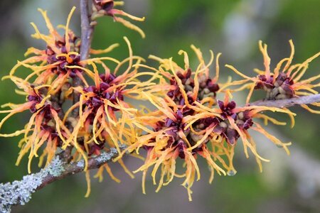 Hamamelis int. 'Orange Beauty' 80-100 cm container - afbeelding 4