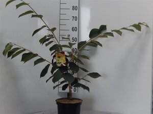 Hamamelis int. 'Pallida' GEEL 60-80 cm cont. 5,0L