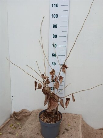 Hamamelis int. 'Pallida' GEEL 60-80 cm cont. 5,0L