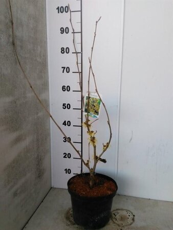Hamamelis int. 'Pallida' GEEL 80-100 cm cont. 5,0L