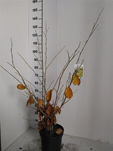 Hamamelis int. 'Pallida' GEEL 80-100 cm met kluit