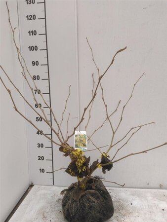 Hamamelis int. 'Pallida' GEEL 80-100 cm met kluit - afbeelding 2