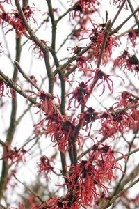 Hamamelis int. 'Ruby Glow' 100-125 cm container - afbeelding 2