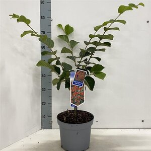 Hamamelis int. 'Ruby Glow' 30-40 cm cont. 5,0L