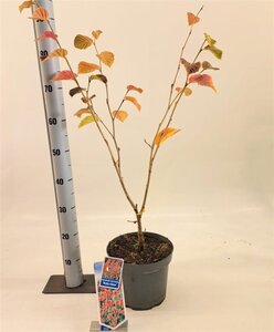 Hamamelis int. 'Ruby Glow' 30-40 cm cont. 5,0L - afbeelding 3