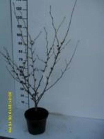 Hamamelis int. 'Ruby Glow' 60-80 cm cont. 5,0L - afbeelding 1