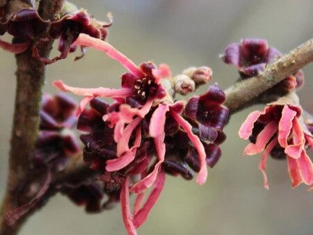 Hamamelis int. 'Ruby Glow' 80-100 cm container - afbeelding 1