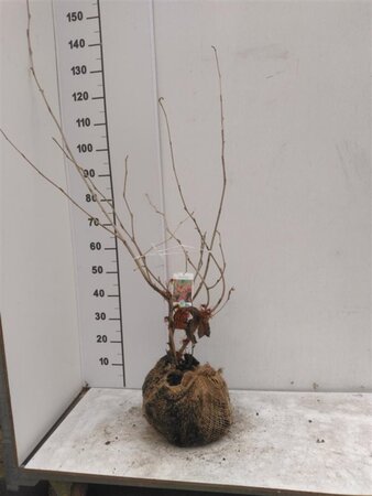 Hamamelis int. 'Ruby Glow' 80-100 cm met kluit