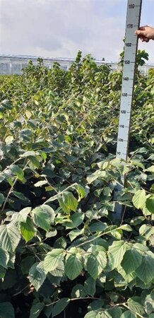 Hamamelis int. 'Rubin' 100-125 cm met kluit