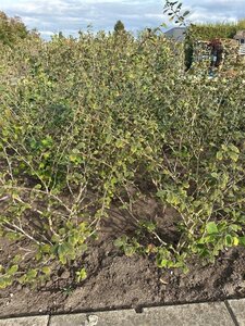 Hamamelis int. 'Rubin' 125-150 cm met kluit