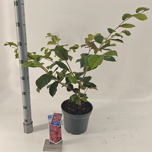 Hamamelis int. 'Rubin' 30-40 cm cont. 5,0L