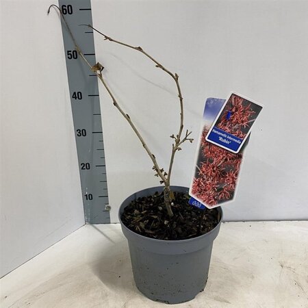 Hamamelis int. 'Rubin' 30-40 cm cont. 5,0L - afbeelding 2