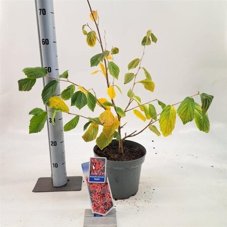 Hamamelis int. 'Rubin' 30-40 cm cont. 5,0L - afbeelding 3