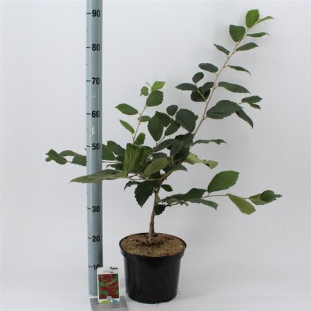 Hamamelis int. 'Rubin' 30-40 cm cont. 5,0L - afbeelding 4