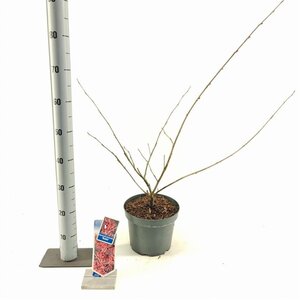 Hamamelis int. 'Rubin' 30-40 cm cont. 5,0L - afbeelding 5