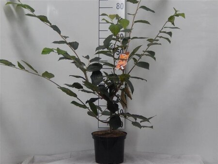 Hamamelis int. 'Rubin' 60-80 cm cont. 5,0L