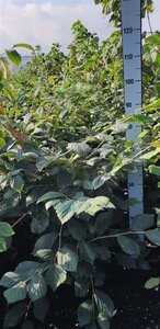 Hamamelis int. 'Rubin' 80-100 cm met kluit